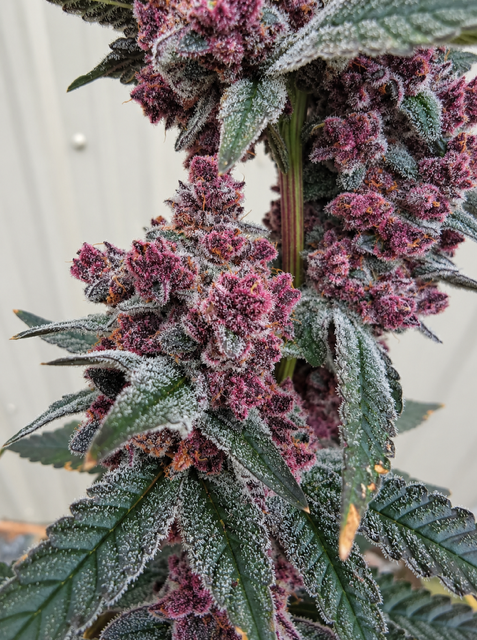 Frozen Cherry Canna #2 (Reverse)