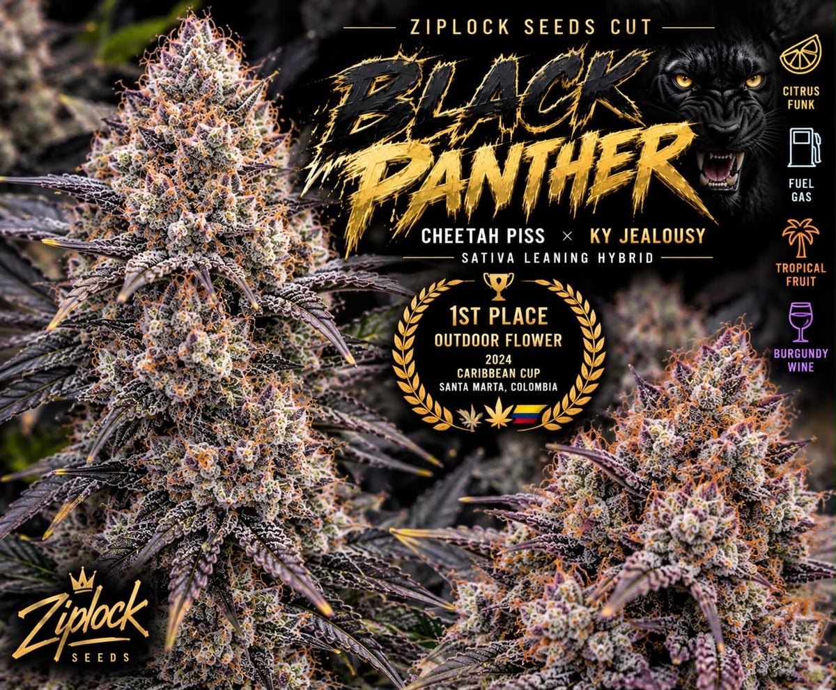 Black Panther (Ziplock)