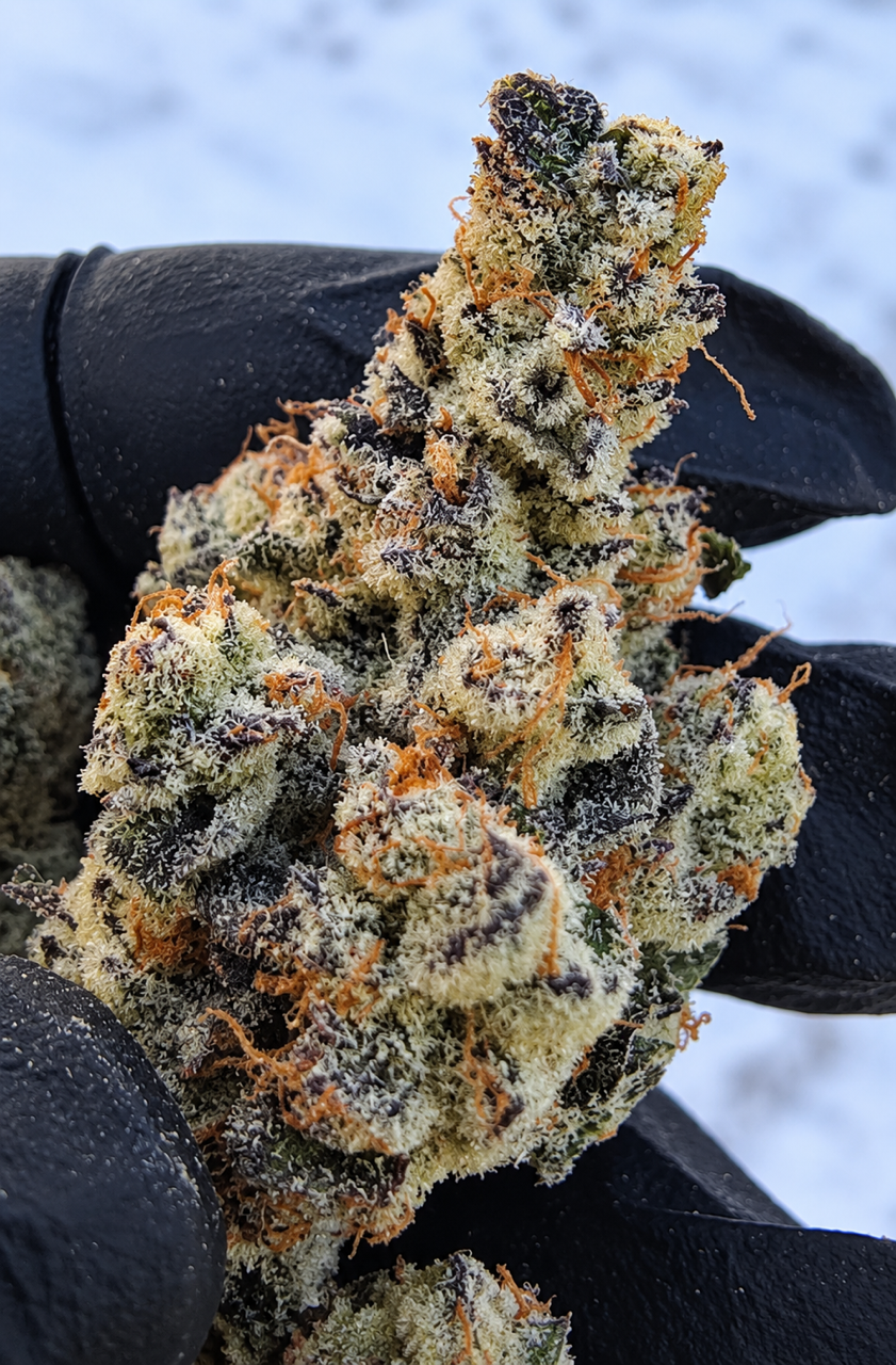 Banana Taffy 46