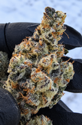 Banana Taffy 46