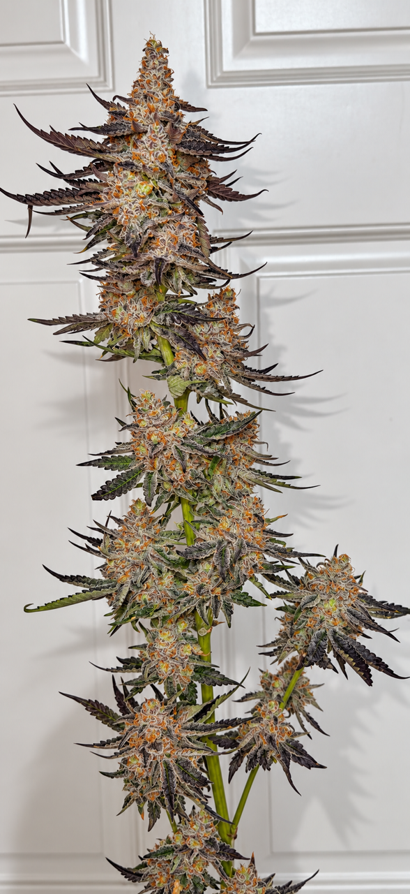 Trich Tyson #26