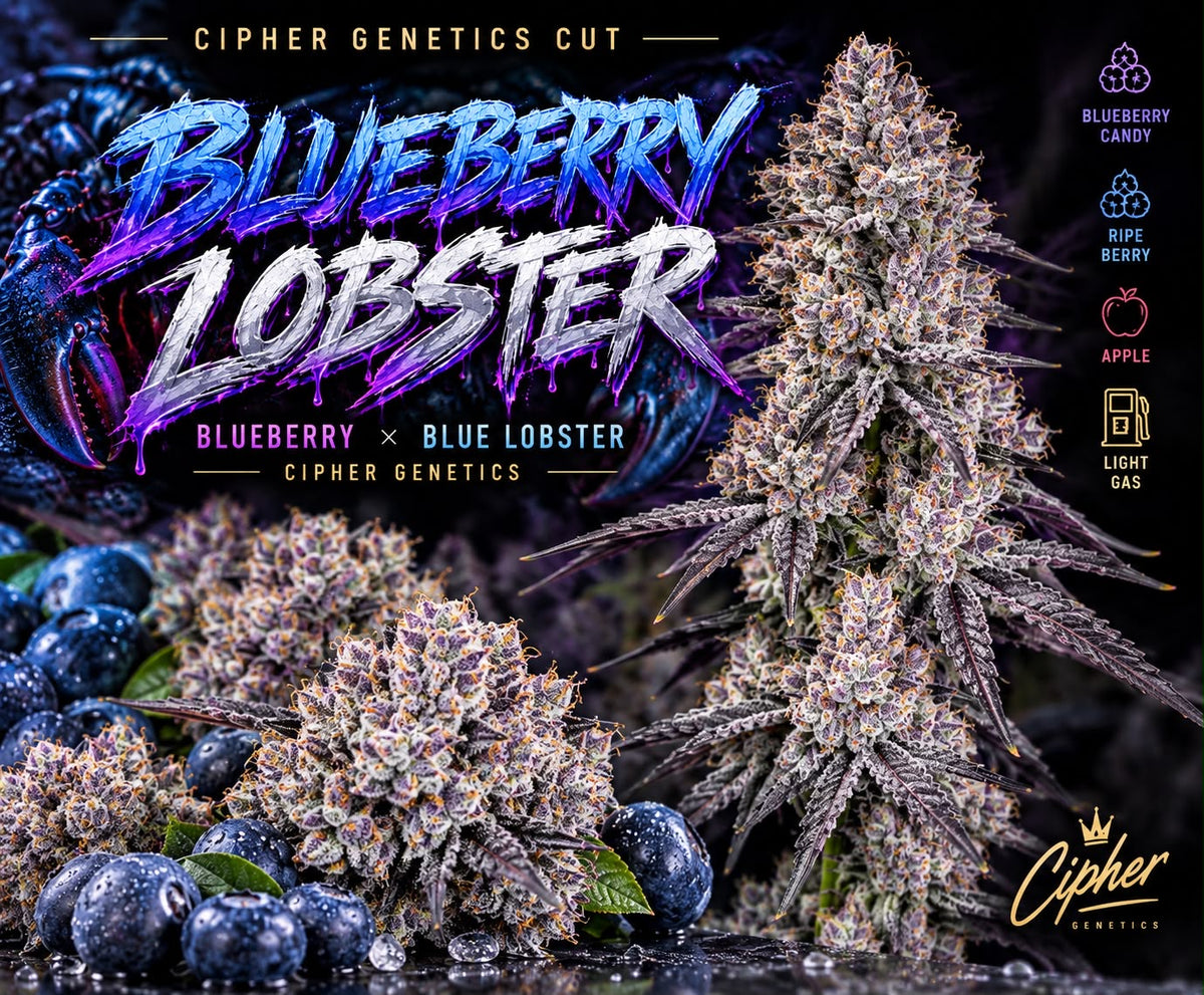 Blueberry Lobster (Cipher)