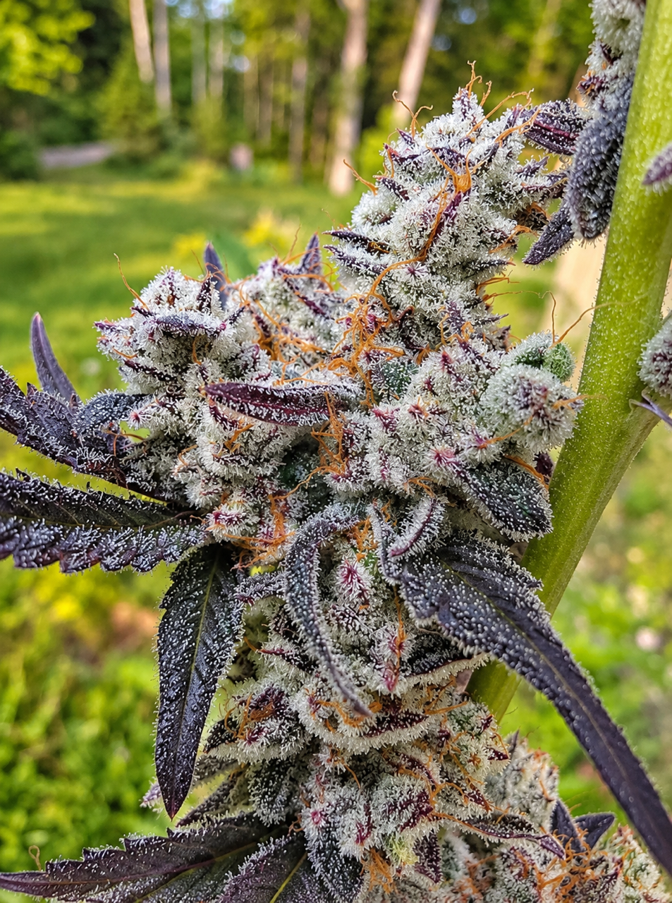 Banana Taffy 46