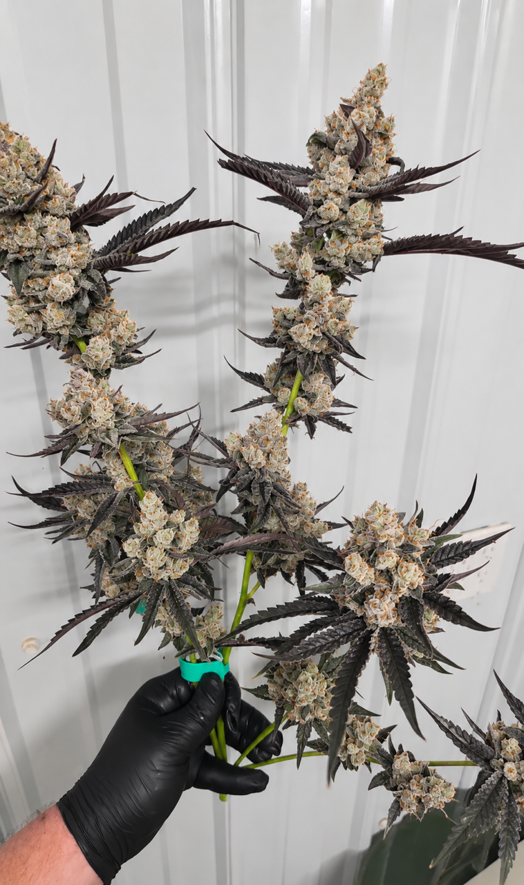 Banana Taffy 46