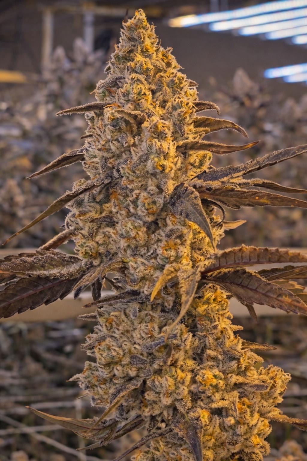 Space Coast Gelato 34