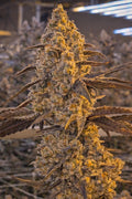 Space Coast Gelato 34