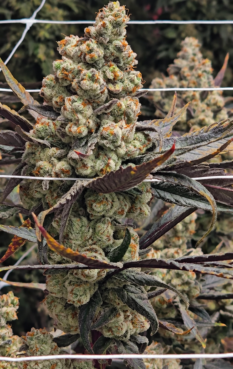 Strawberry Nova (Clearwater)
