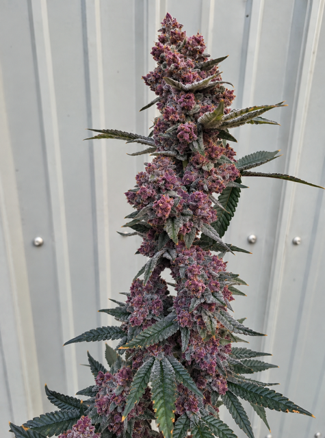 Frozen Cherry Canna #2 (Reverse)