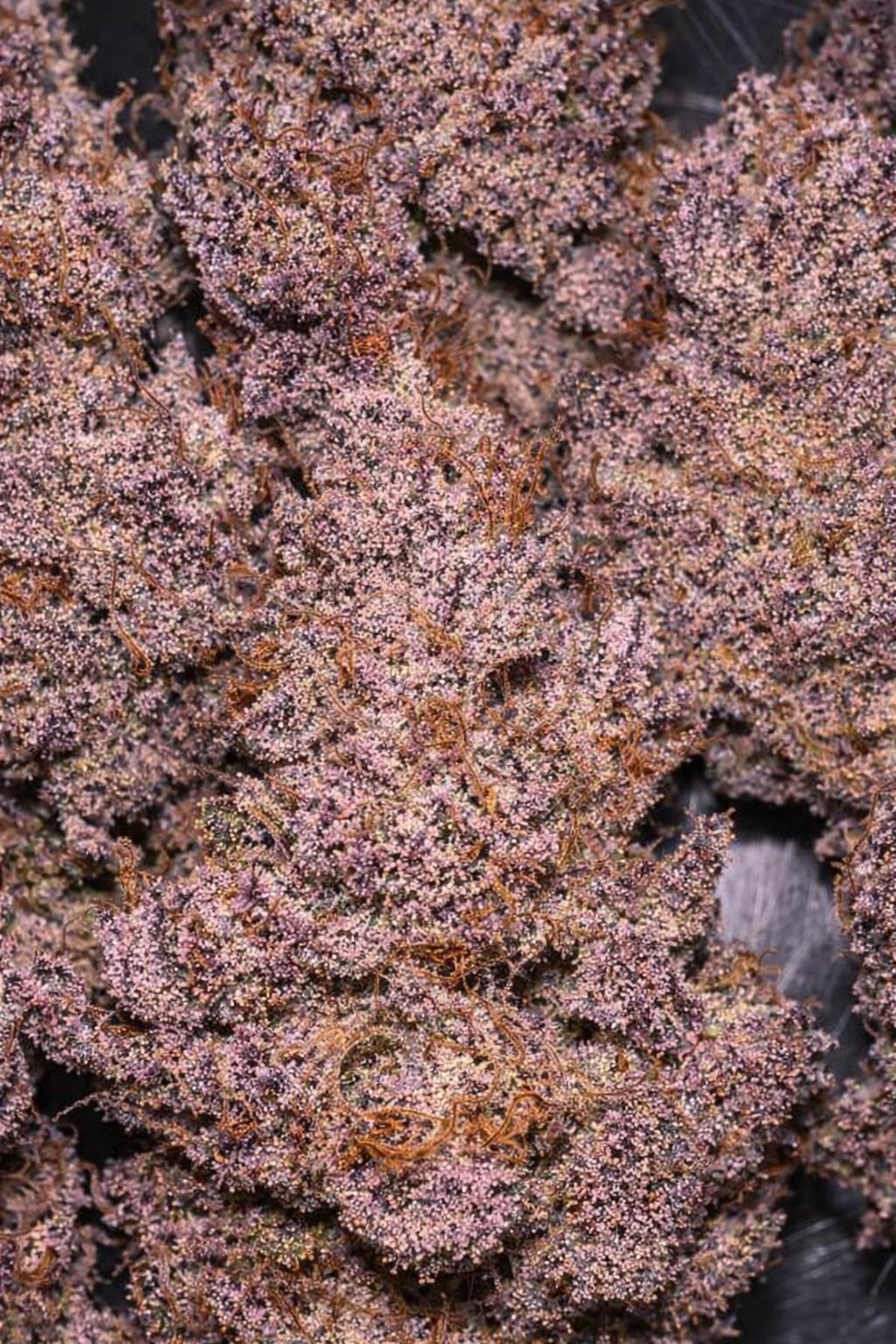 Pop Junky (Norse Pharms)