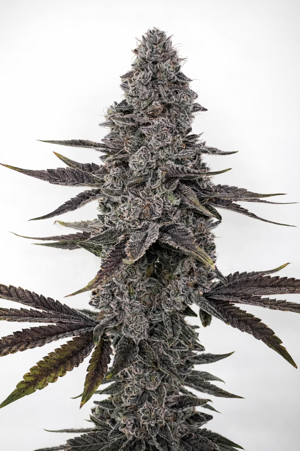 Pop Junky (Norse Pharms)