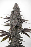 Pop Junky (Norse Pharms)