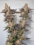 Trich Tyson #26