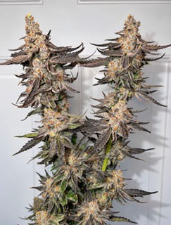 Trich Tyson #26