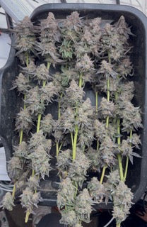 Trich Tyson #26