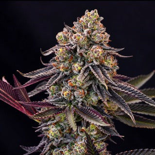 Pink Petrol (Ziplock)