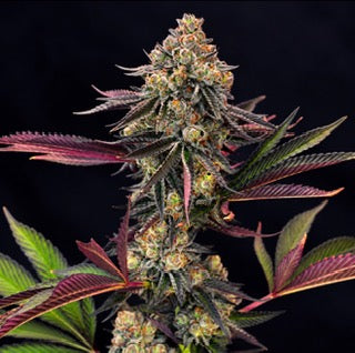 Pink Petrol (Ziplock)