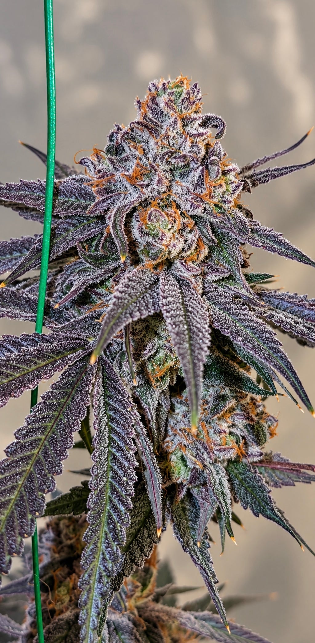 Candifornia (Fiya)