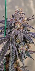 Candifornia (Fiya)