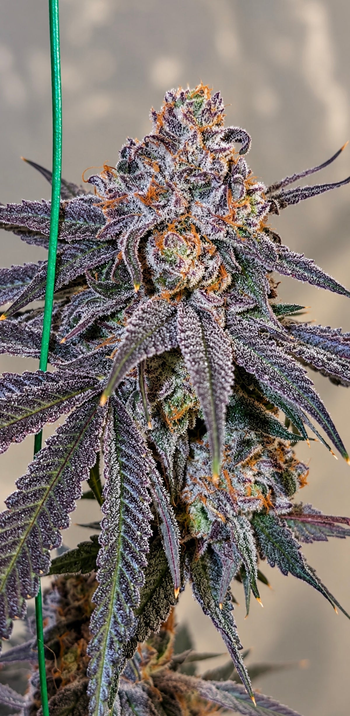 Candifornia (Fiya)