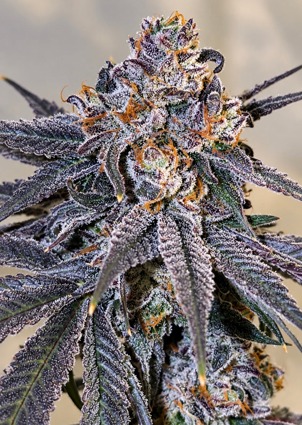 Candifornia (Fiya)