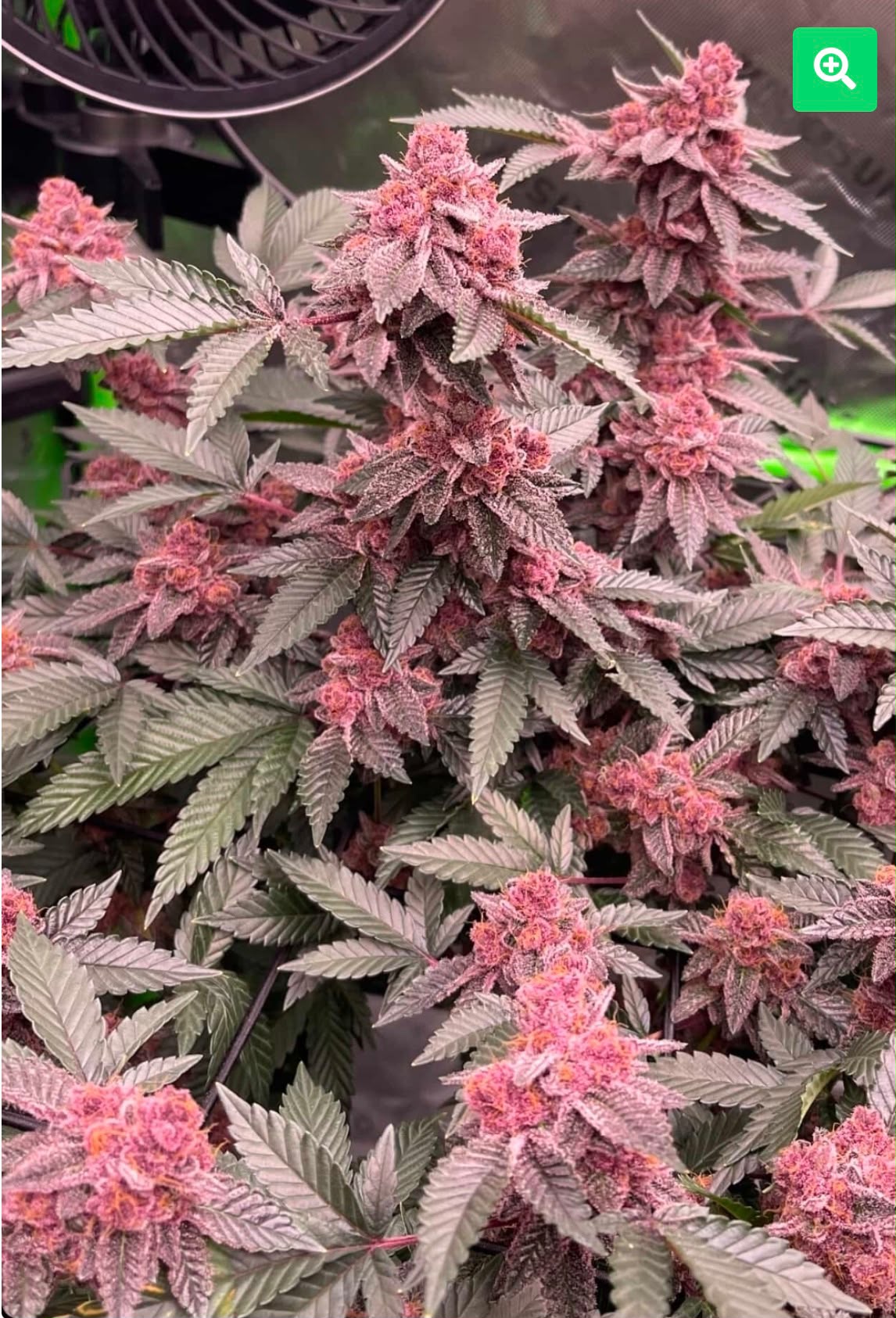 Devil Cherries (Ed's Cut)
