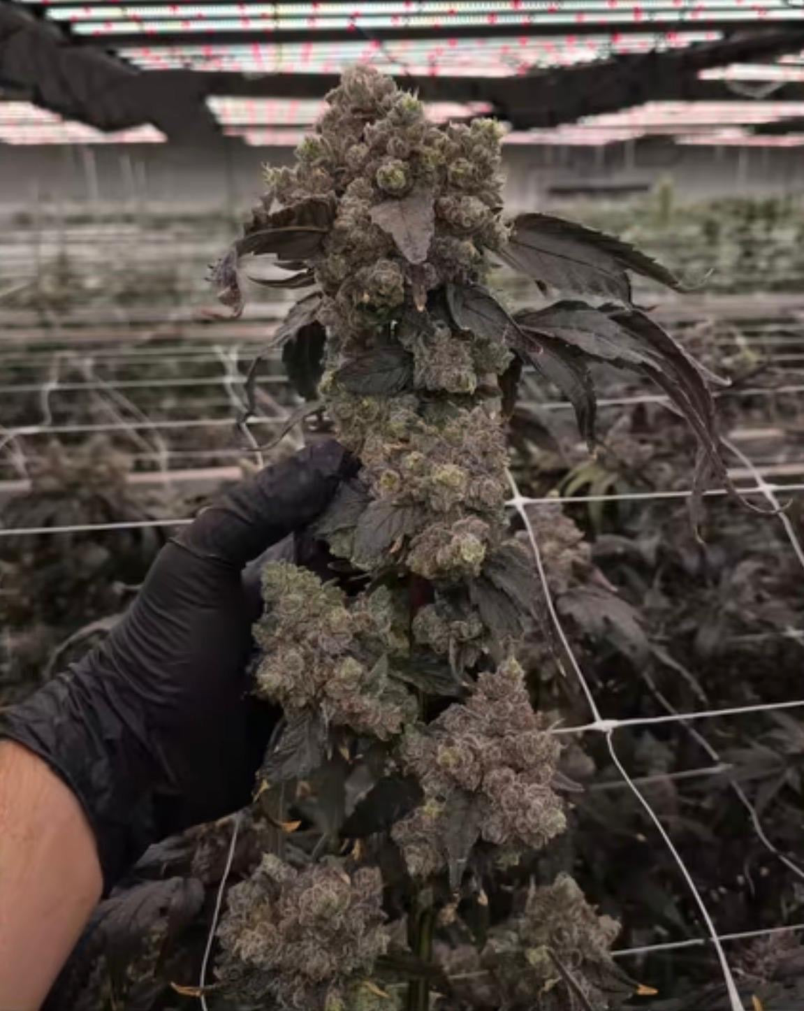Space Coast Gelato 34