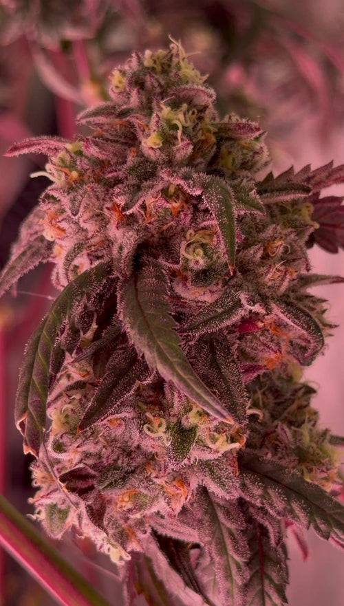 Bombay Fuzz 12