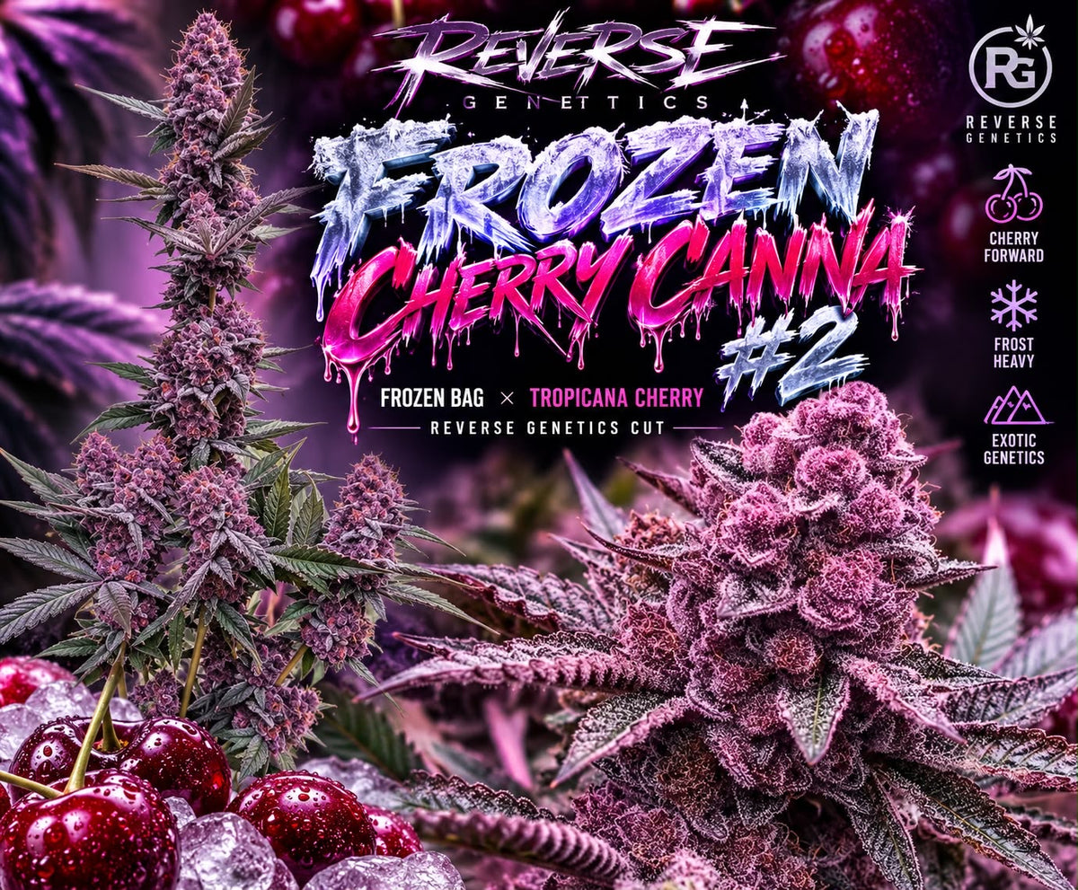 Frozen Cherry Canna #2 (Reverse)