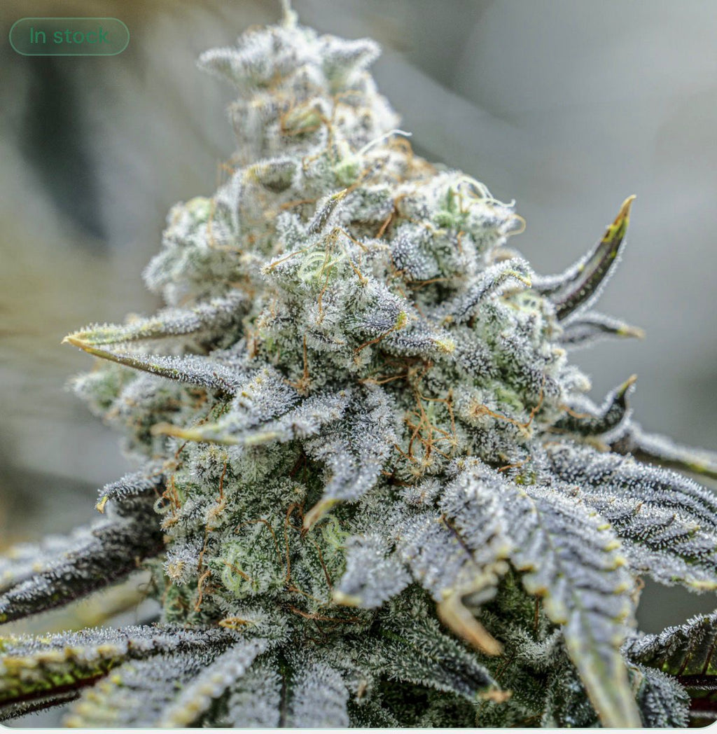 Endless Frost
