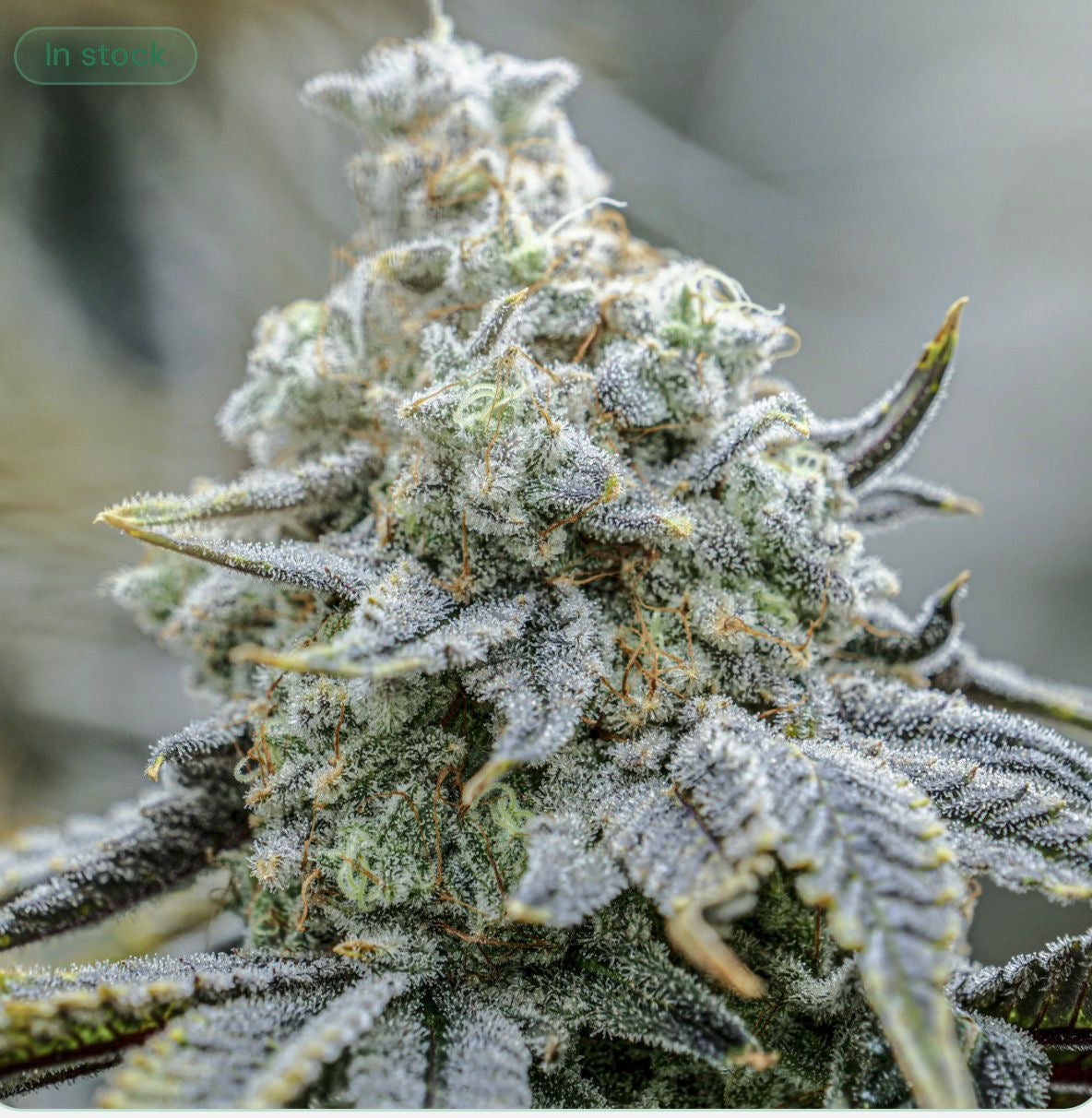 Endless Frost
