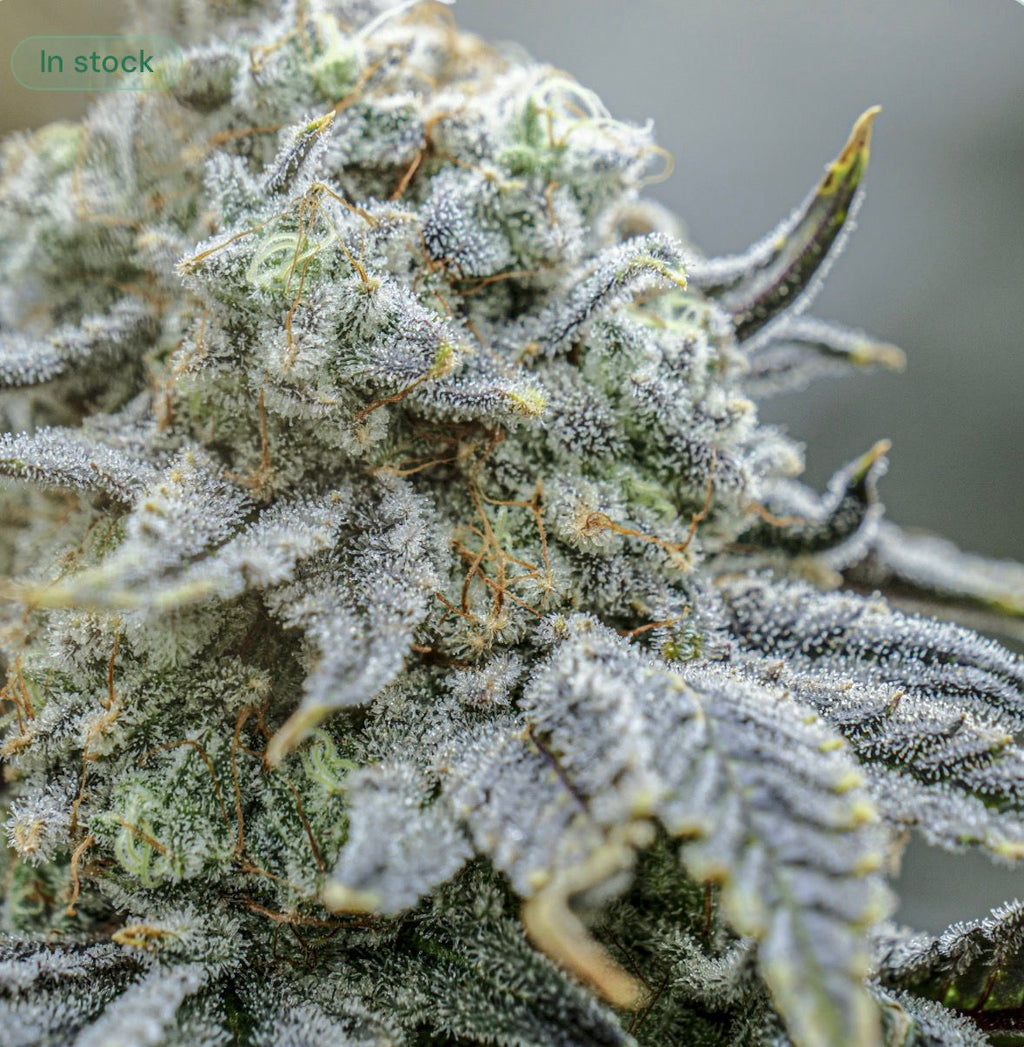 Endless Frost