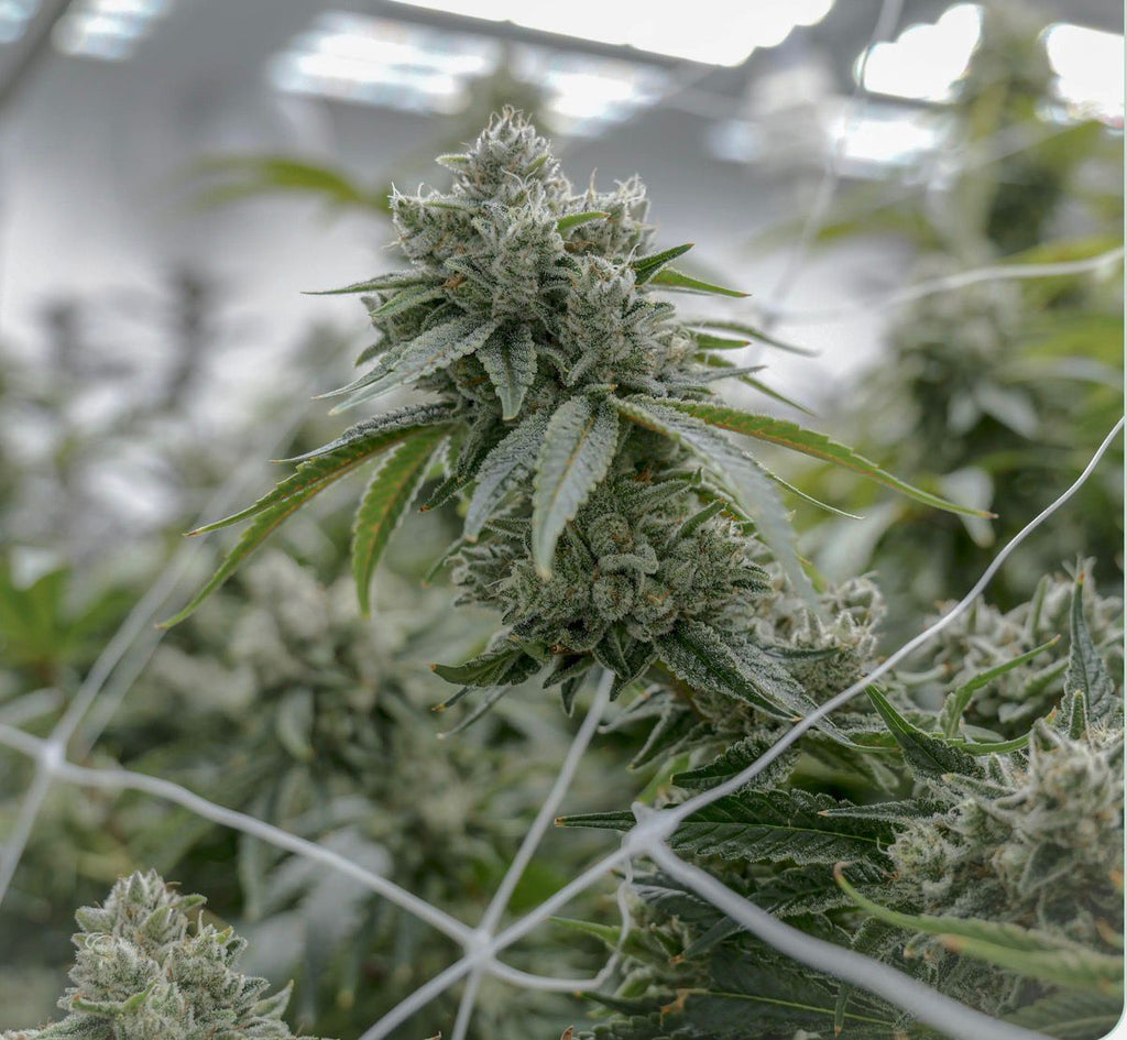 GG4 - The Real Deal Cut
