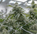 GG4 - The Real Deal Cut