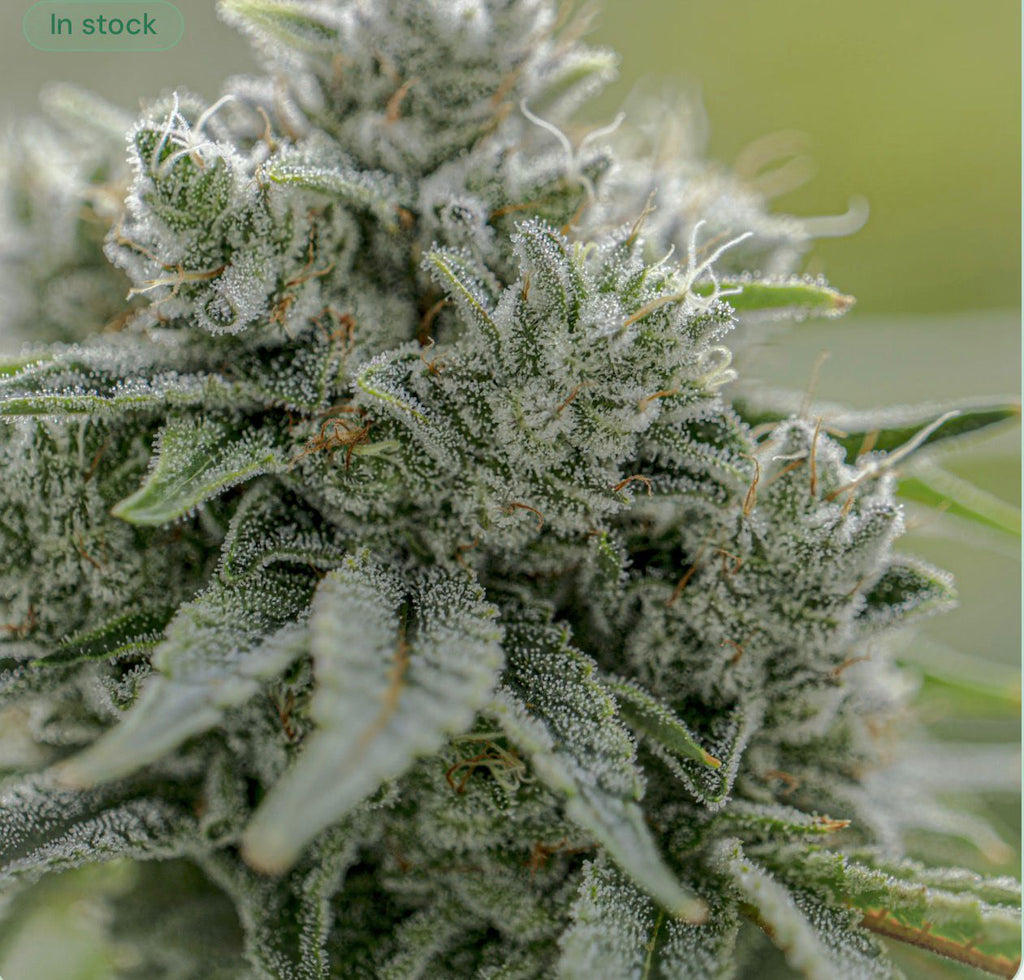 GG4 - The Real Deal Cut