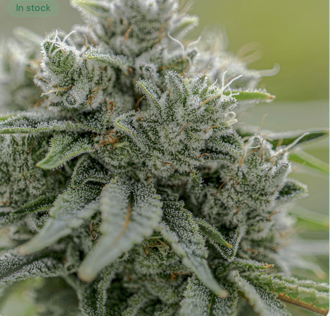 GG4 - The Real Deal Cut