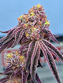 Frozen Jealousy (Leaf Dr)
