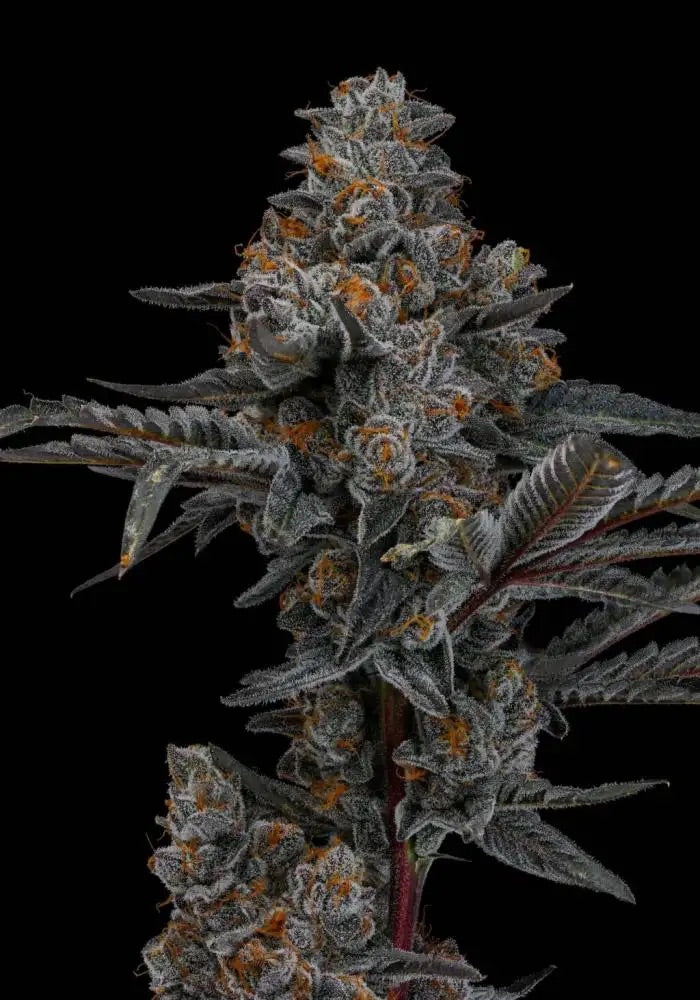 Magic Ztrawz (Seed Junky)