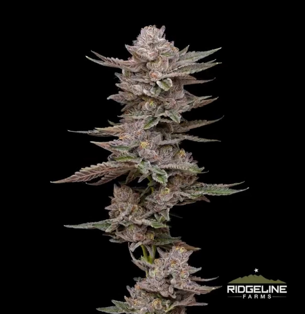 Ridgeline Lantz (Ridgeline)