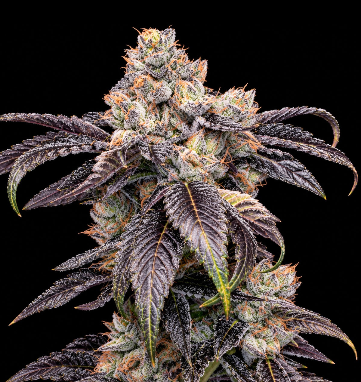 Pink Lady #27 💋