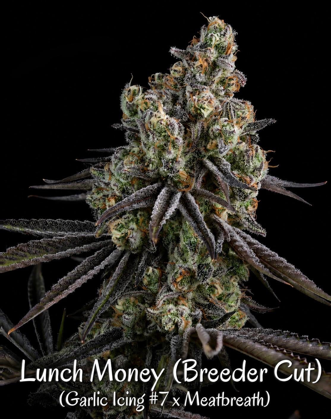 Lunch Money (Fresh Coast)