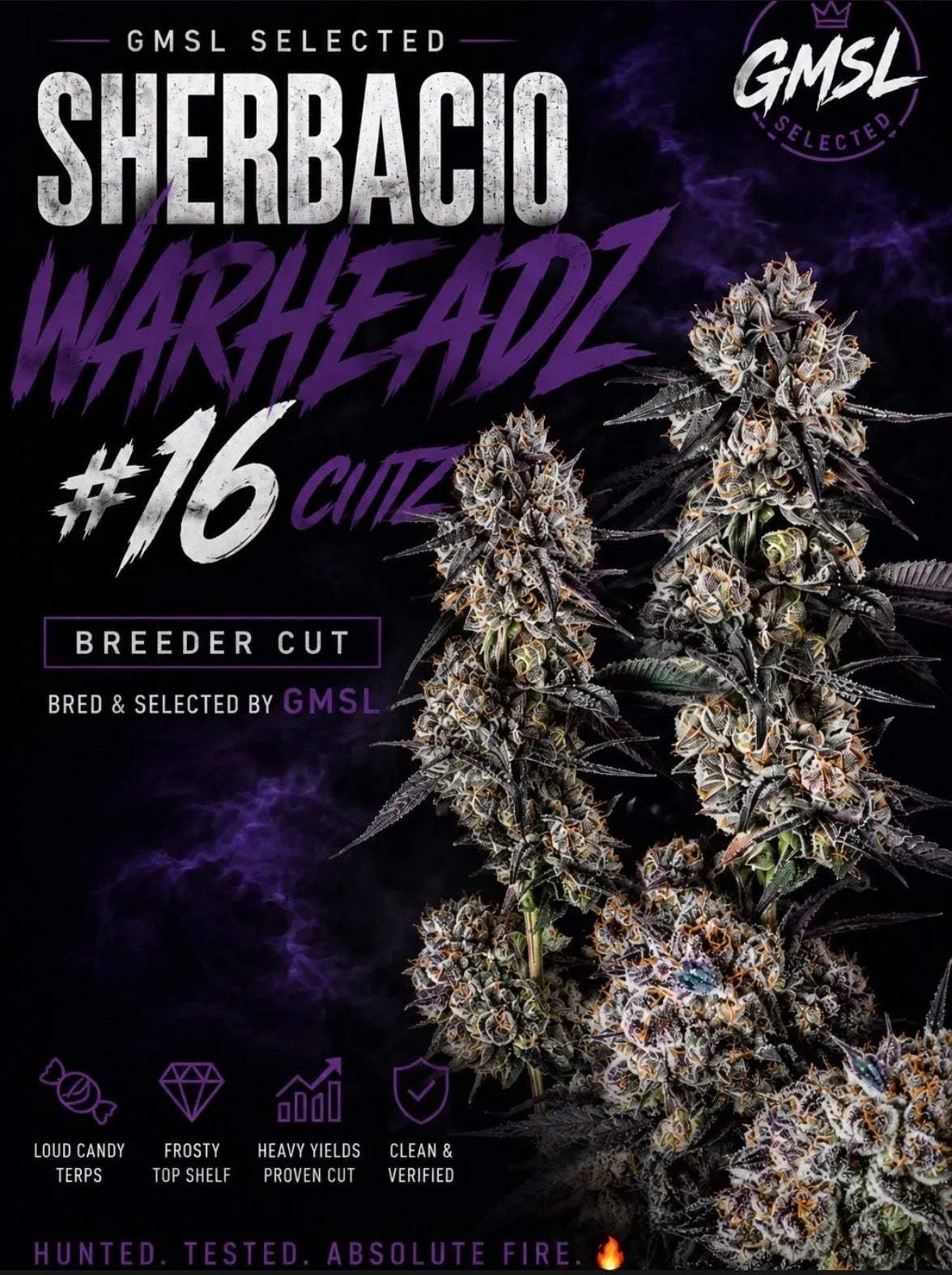Sherbacio Warheadz 16 (GMSL)