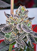 Dr. Doom (Copycat)
