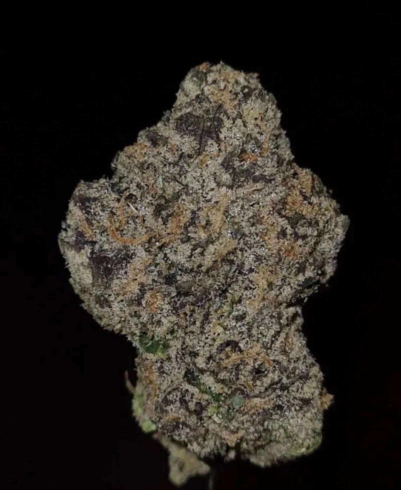 Verzace (Wizard Trees)